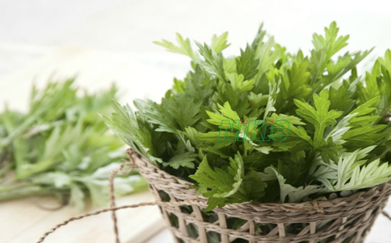 Bài thuốc ngải cứu giúp xoa dịu cơn đau lưng dưới gần mông hiệu quả 
