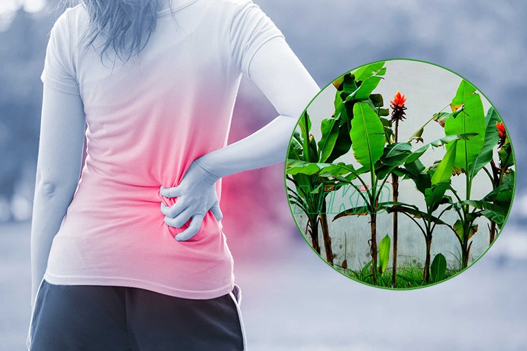 Chữa bệnh thoát vị đĩa đệm bằng cây ngải cứu giúp giảm đau và chống viêm