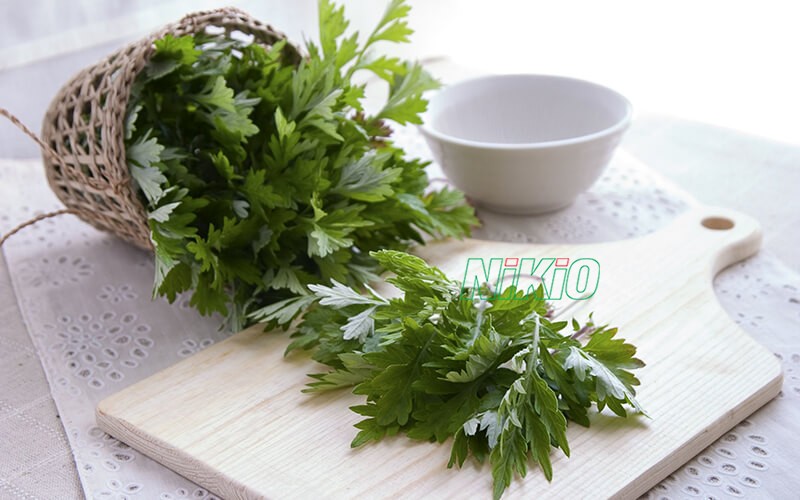 Đắp lá ngải cứu sẽ giúp thuyên giảm hiện tượng đau vai gáy phải hiệu quả